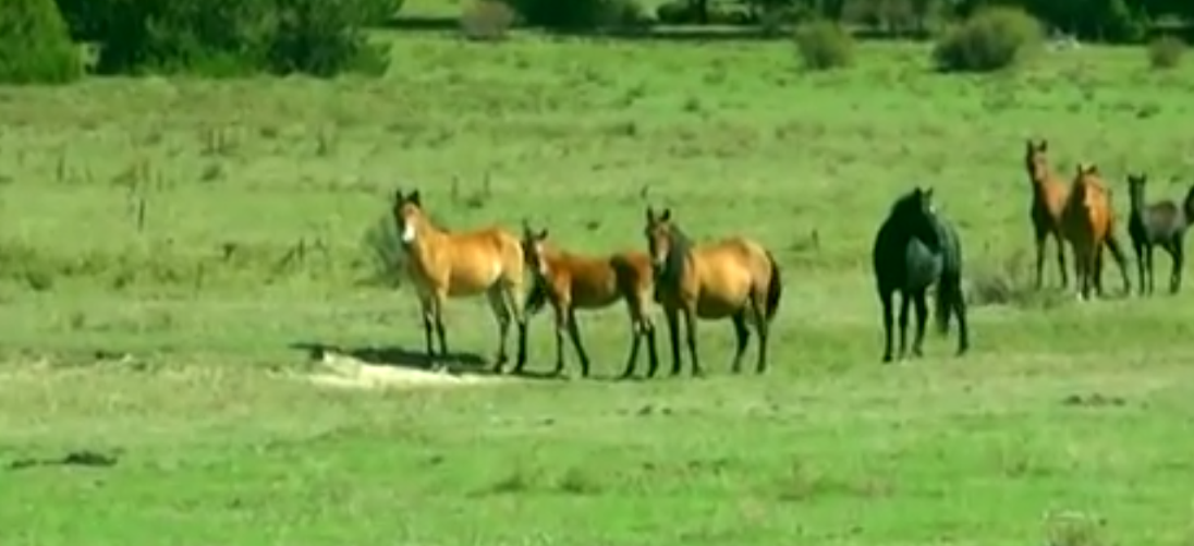 Anadolu'da Yılkı Atları